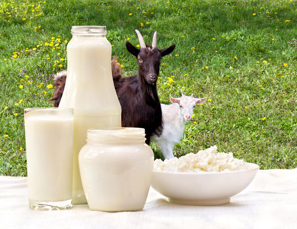 Из козьего молока можно приготовить много вкусных и полезных продуктов