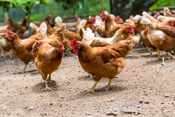 6 неожиданных фактов о петухах и курицах