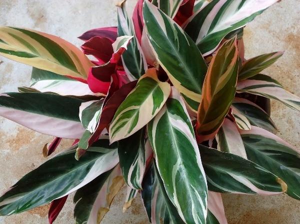 ктенанта. фото с сайта http://orhide.ru