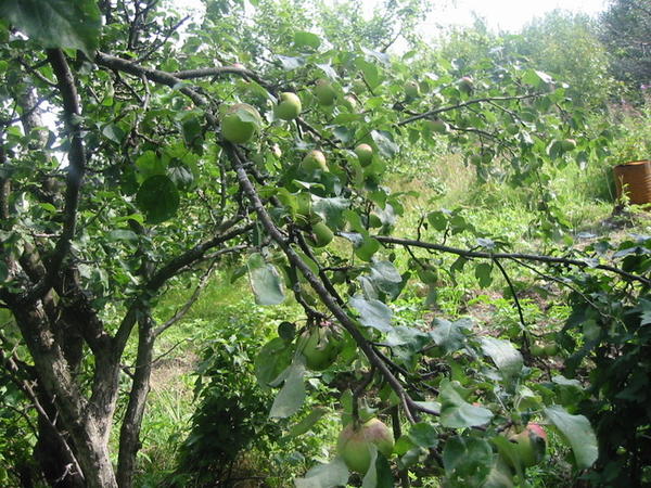 Дача 2008. Август