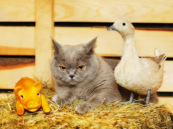 коты на даче