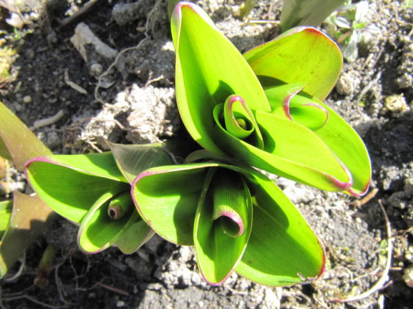 Безвременник весной. Автор фото: Ирина Литвинова