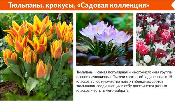 Тюльпаны, крокусы