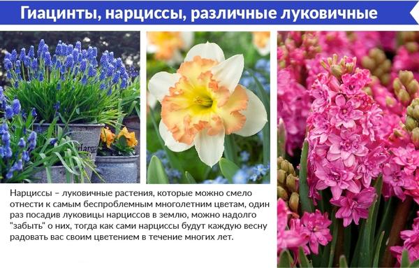 Гиацинты, нарциссы