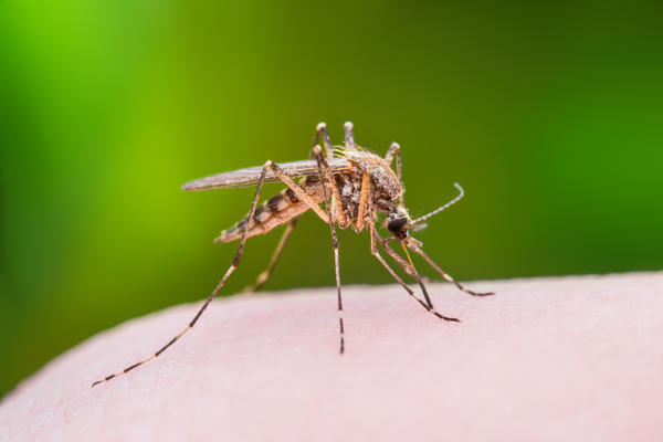Лучшие натуральные средства от комаров