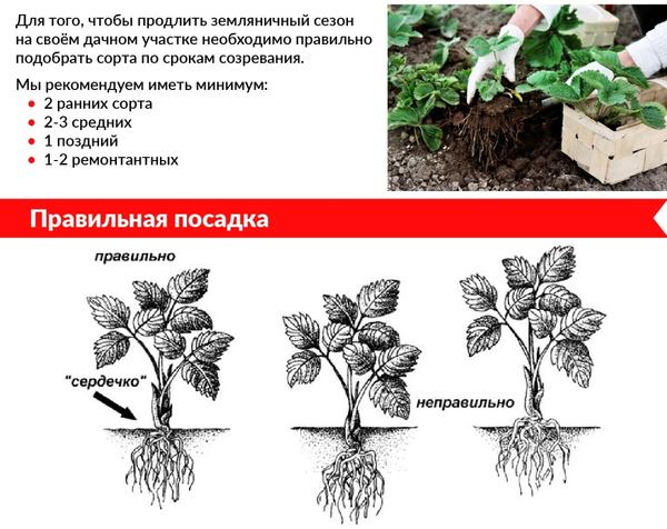 Совет от Агрофирмы ПОИСК