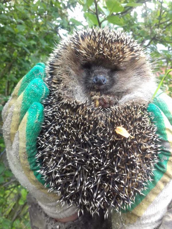 Гость&hellip; или гостья?....