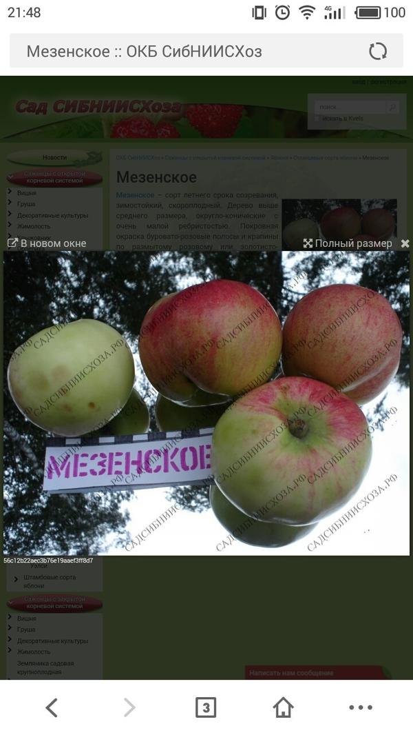 мезенское