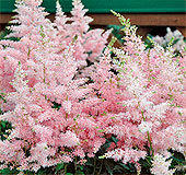 Астильба Younioque Silvery Pink