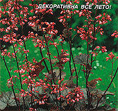 Гейхера Комета