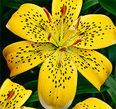 Лилия Электрик Yellow