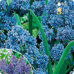 Мускари Blue Spike
