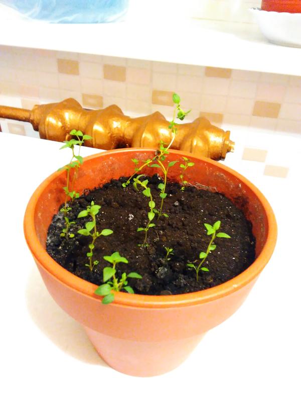 дома в горшке