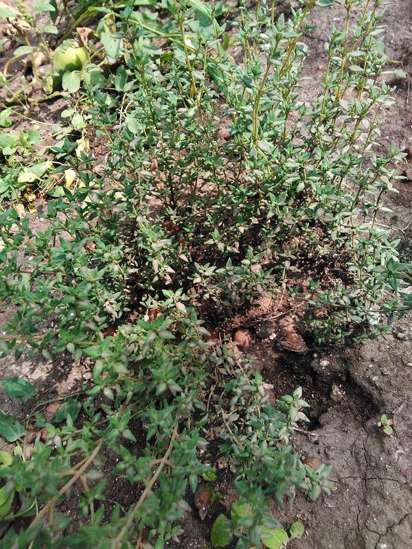 еще через месяц