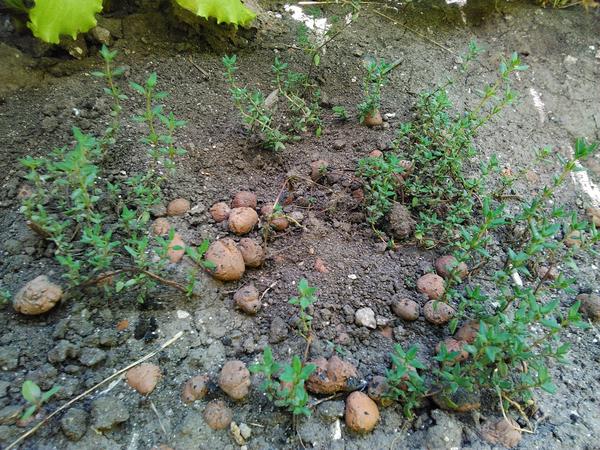 через месяц после пересадки (думала вообще загнется)...)