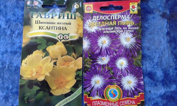 Шиповник и делосперма