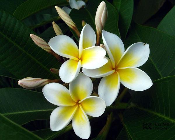 неизвестное растение