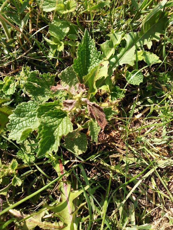 сорняк на &amp;quot;газоне&amp;quot; - от места обработки - минимум метров 5