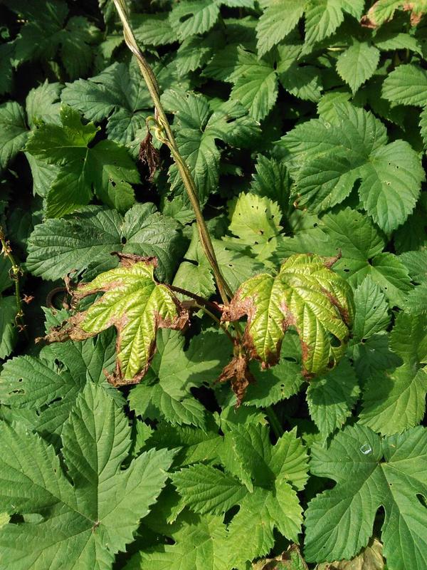 Хмель - также повреждены только молодые листья и побеги