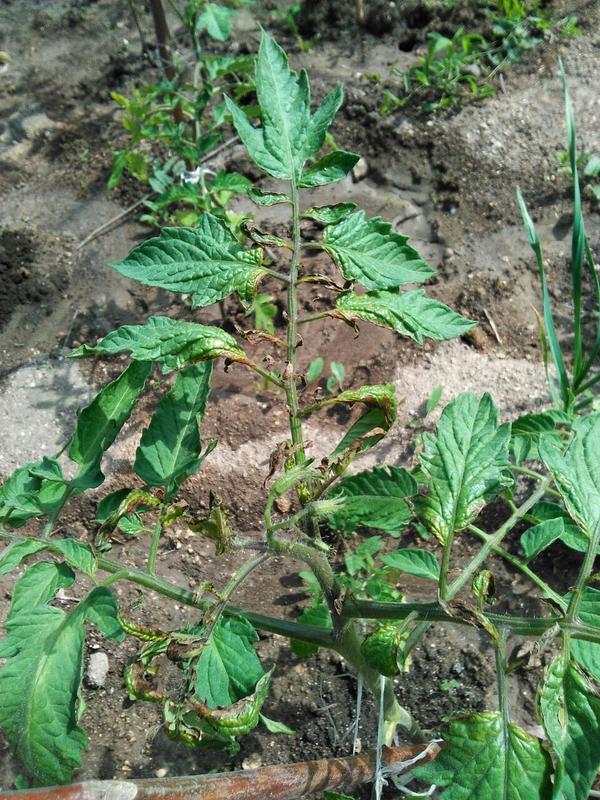 мои черри, я рыдаю! я над ними с февраля прыгала, рассада на солнце опалилась, колорадами жралась... я ее вычухала, и тут... на тебе....