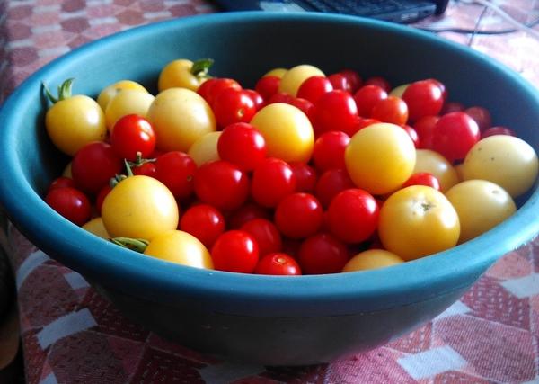 Чудо-детки действительно чудо - очень сладкие, как ягодки. Белая вишня чуть нежнее, но тоже сладости достаточно