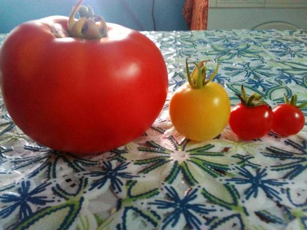 Первый &quot;Денежный мешок&quot;, Белая вишня и две Чудо-детки