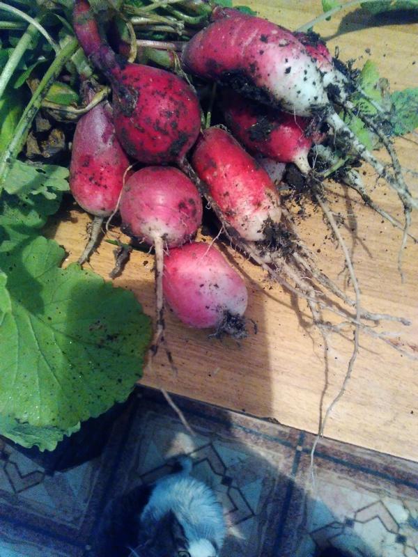 7 октября 2017 года