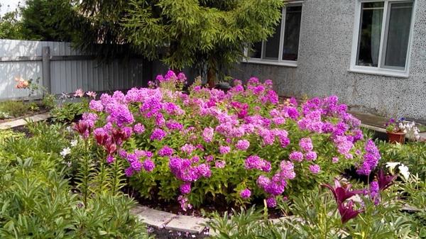 Лето, флоксы в цвету