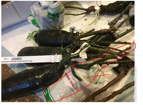 вот этот саженец в общей &amp;quot;куче&amp;quot;