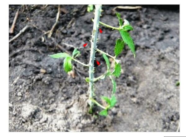 саженец черной малины. Источник фото http://den-dachnika.ru/chernaya-malina-sorta-kak-razmnozhat/