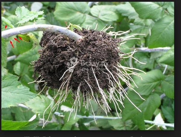 саженец черной малины. Источник фото https://vsadu.ru/post/chernaya-malina-foto-opisanie-posadka-uhod.html