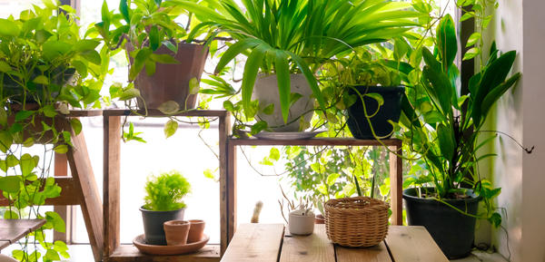 Комнатные растения наполняют жилище красотой и заряжают нас позитивом на протяжении всего года