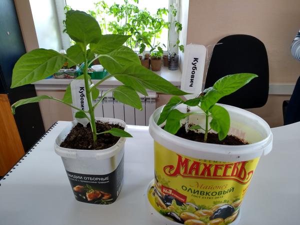 Перец Кубович