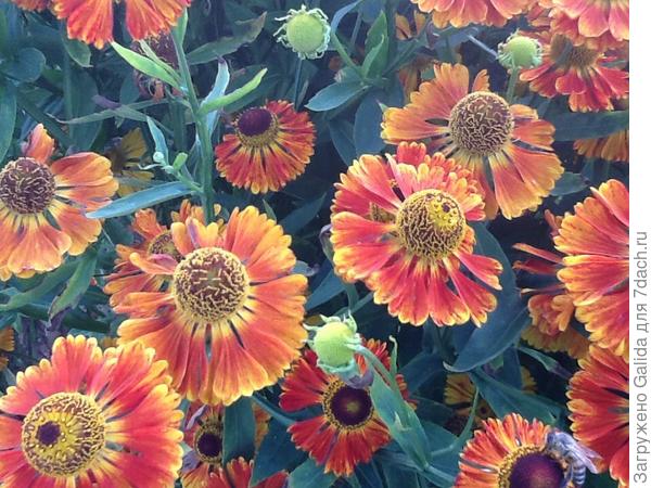 А этот цветок куст не знаю как называется