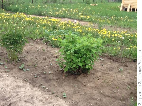 Это моя гортензия