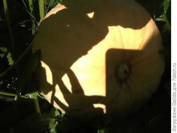 Это мои тыквы которые выросли в прошлом году