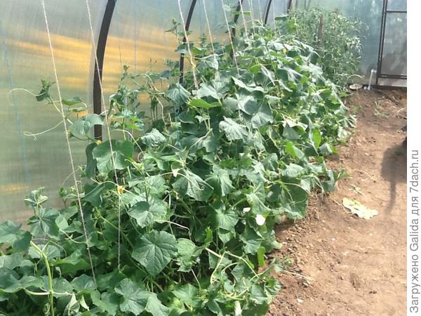 И вот такие огурцы