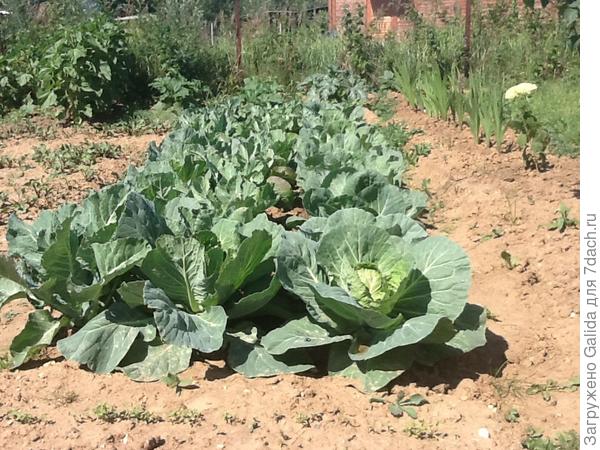 Вот такая капуста