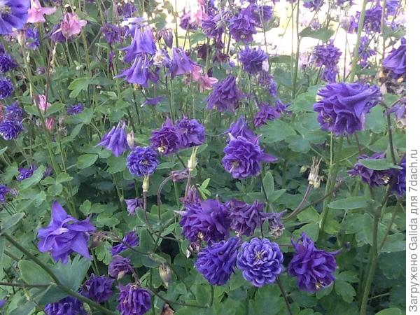 Водосборник