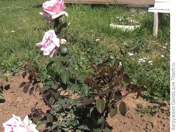 В этом году посадила розы