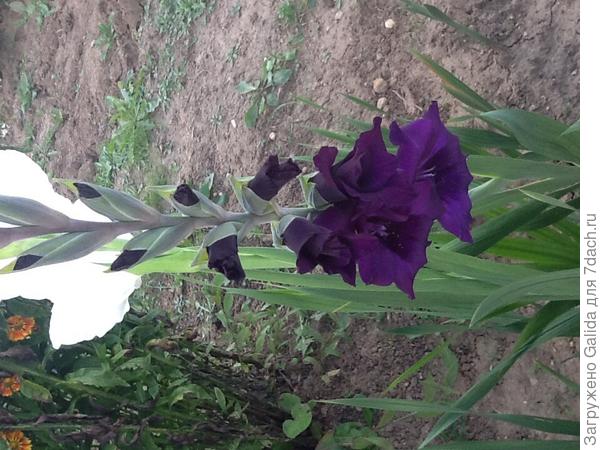 Гладиолусы