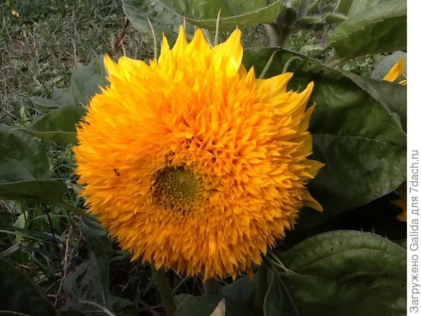 Подсолнухи