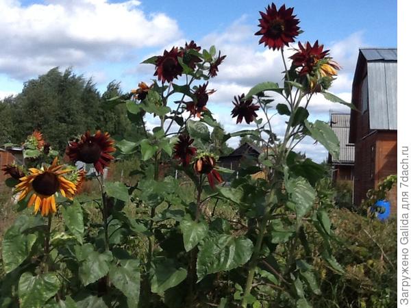 Подсолнухи