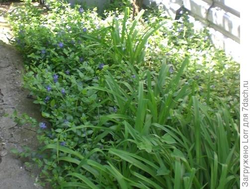 барвинок в тени винограда