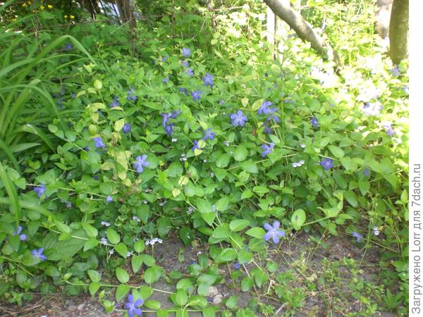 барвинок под инжиром