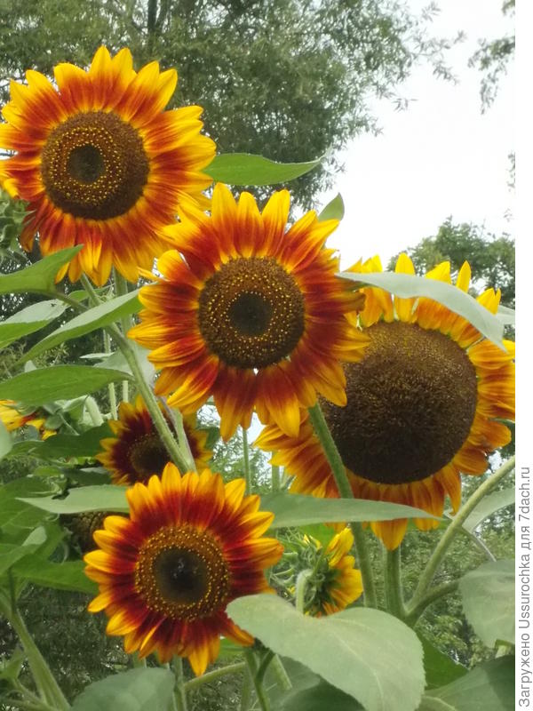 подсолнухи
