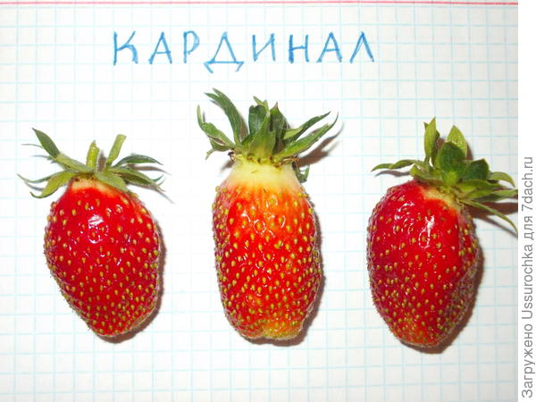 сорт Кардинал