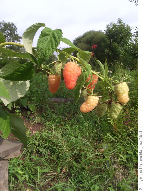 оранжевое чудо