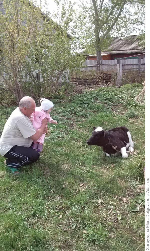 Молоденький бычок