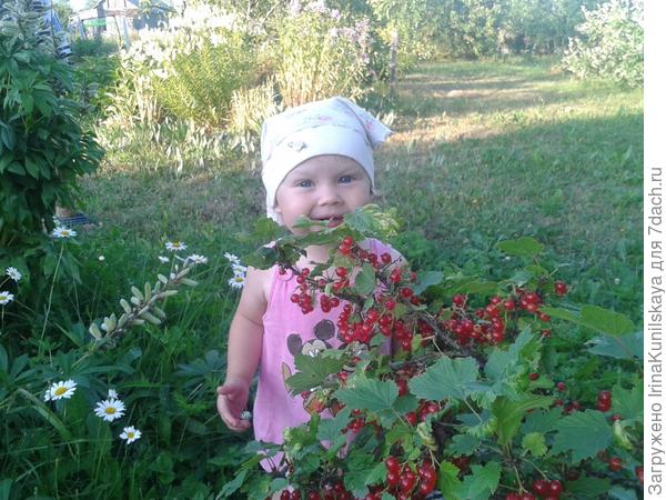 смородина уже красная